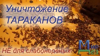 МирДез, обработка от тараканов, клопов, Москва, ДезДобро (2019г) 16