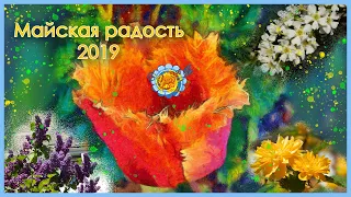 Сиреневый май 2019