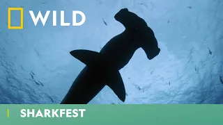 The Mystical Side Of Hammerhead Sharks | Sharkfest | National Geographic WILD UK