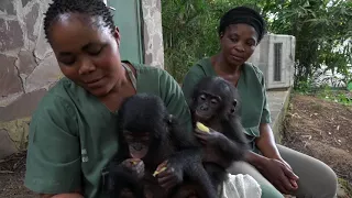 Balangala's first meeting with Kwango, another orphan bonobo