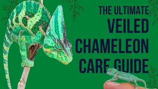Veiled Chameleon Care Guide!