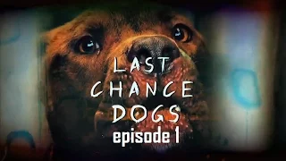 Осторожно, злая собака! - серия 1| Last Chance Dogs - episode 1