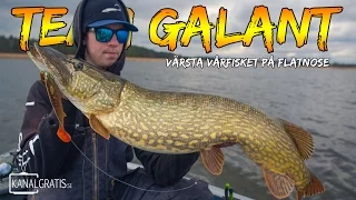 Crazy Pike Fishing on Flatnose during Spring | Team Galant (English Subtitles)