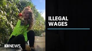 Backpackers warn of dodgy labour hire providers paying them illegal wages | ABC News