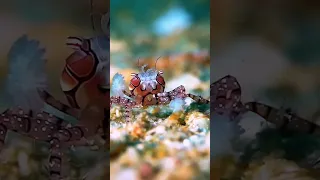Secrets of the Boxer Crab #shorts #subscribe #like #See Wild Life PX-7