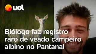 Biólogo faz registro raro de veado campeiro albino: 'Entidade do Pantanal'