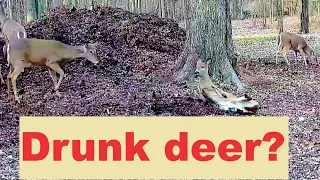 Are these deer falling down drunk, just playing or both?