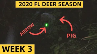 SPOT & STALK Bowhunting WEARY Pigs | FL Archery Hunting | Private Land | Week 3