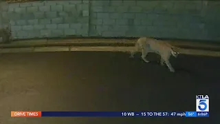 Mountain lion attacks dog in Silver Lake