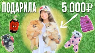 ПОКУПКИ ДЛЯ СОБАК НА 5000₽🐶👗 Новая коллекция осенней одежды🐕😍