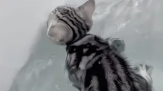 Curious Kitten Falls Into Bath Of Water