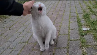 Angry white cat doesn't want to be tamed. She's always Wild.