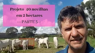 #3 PROJETO 40 NOVILHAS EM 2 HECTARES  - PARTE 3