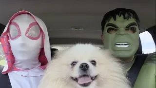 Superheroes Surprise Happy Dog With Dancing Car Ride