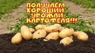 Получаем хороший урожай картофеля.Урожай 2019 г. Секреты хорошего урожая