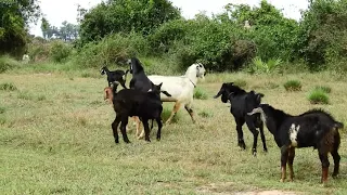 WOW!! Amazing Breeding goat group