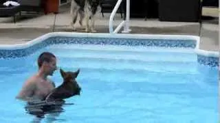 German Shepherd Puppy Swimming First Time