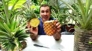 🍍Plantar Piña en Casa (Paso a Paso) 🍍 (Growing Pineapple at Home)