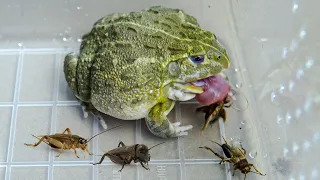 AFRICAN BULLFROG Eating Cricket! African Bullfrog Live Feeding