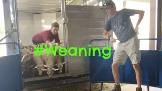 Weaning Lambs.   |   Vlog 32