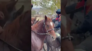 Байыш Ниязов ! Тай сорун