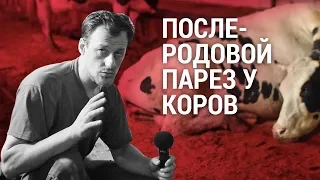 Послеродовой парез у коров