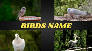 Birds Name with LIVE EXAMPLES | Birds Name in English  | Learn Birds Name | BIRD NAME