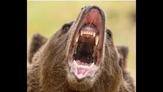 This Grizzly Tried To Crush A Lumberjacks Skull & Charged His Rescuers