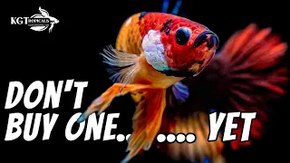 Don't Buy A Betta Fish YET! Watch This First