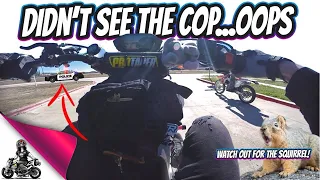 I'm Getting Pulled Over | Luis hits a Squirrel