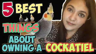 5 Best Things About Owning A Cockatiel || Watch before getting a Cockatiel #cockatiel #parrot