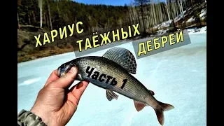 ХАРИУС ТАЁЖНЫХ ДЕБРЕЙ (Часть 1). Мёртвые волки на реке. Потеряли бойца...