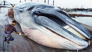 Japanese Traditional Food Whale Meat - Whale Meat Cutting Skill in Japan