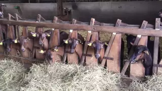 Поездка во Францию на ферму альпийских коз