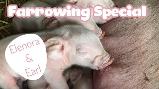 Farrowing Special // Pedigree Welsh Piglets // Freedom Farrowing // Welsh pigs in Wales