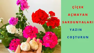 Sardunya Coşturan Karışım Ve Çiçek Açtıran En Önemli Püf Noktaları/Sardunya Çiçek Açtırma/Sardunya