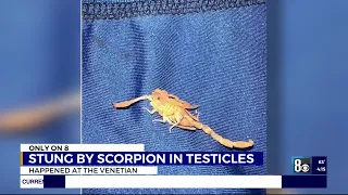 Man stung in testicles by scorpion while sleeping at Las Vegas Strip resort, victim says