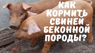 Эффективное кормление домашних свиней беконной породы Дюрок.