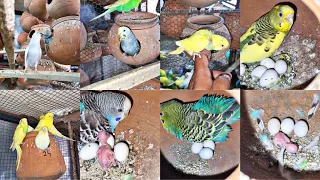 60 pair Budgies Parrots Colony Breeding Progres Sj Budgies Farm in Lahore