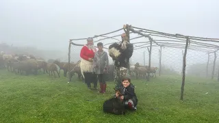 Making a Shelter for the Sheep to Protect them from the Cold and Rain