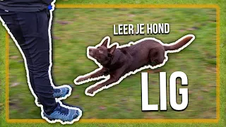 TRAIN JE HOND | Hoe leer je je hond LIG?