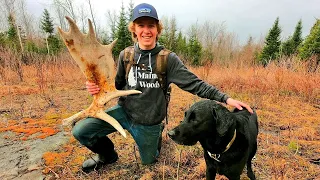 Maine Moose Shed Hunting with a Dog (and a guest)