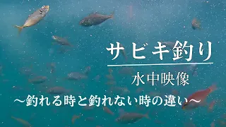 【Sabiki fishing】Underwater  (how to make a tackle and how to improve it when you can't catch fish