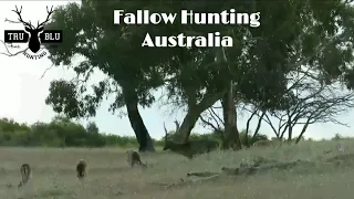 Fallow Hunting Australia | EP 2 2024 | Watervalley Station