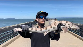 Shark Fishing On Public Pier Catch and Cook