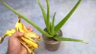 Grow aloe vera faster using banana peel fertilizer