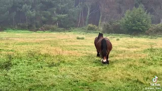 Yeguas asturias burguetes marcadas percheronas hispano bretonas