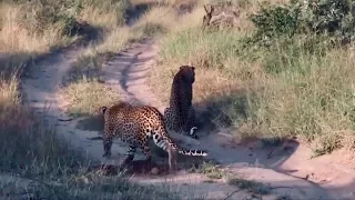 leopard stalking prey is completely unaware that he is the hunted.