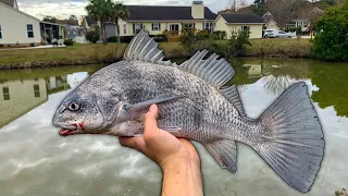 Exploring Neighborhood Drainage Pond For Black Drum