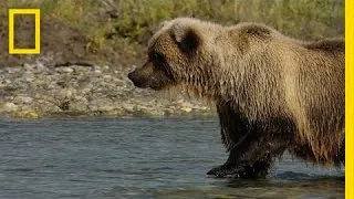 Salmon Fishing with Grizzlies | America's National Parks